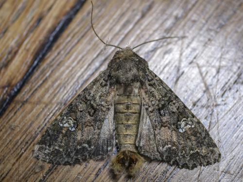 Mamestra brassicae